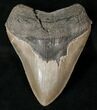 Serrated Megalodon Tooth #16400-1